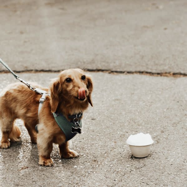 Pup Cup