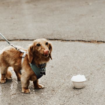 Pup Cup