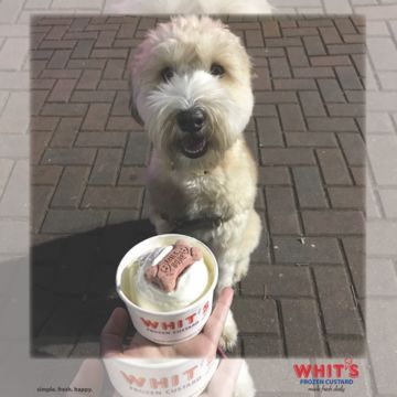 Pup Cup