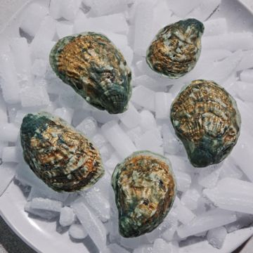 Oysters 