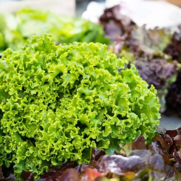 Salade Verte (green Salad)