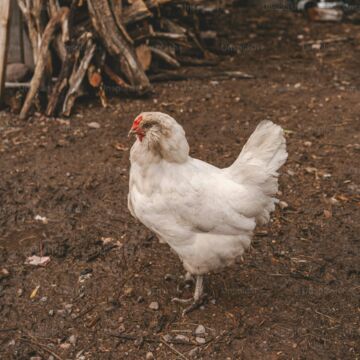 Roasted Chicken (6oz)